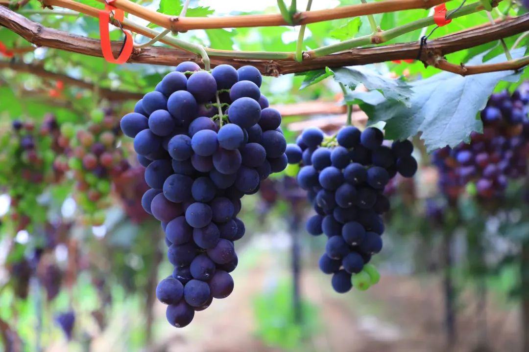 一串串晶莹剔透的葡萄，像一颗颗宝石挂在藤上