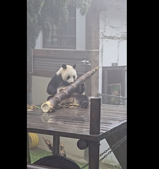 大熊猫吃笋整出了扛炮筒的架势 熊猫：我吃得很少一根竹笋就够了