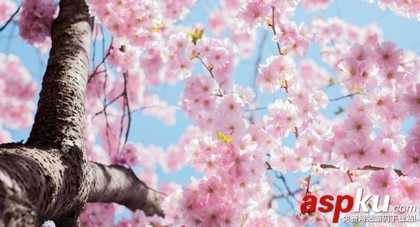 阴阳师,樱花妖,信物
