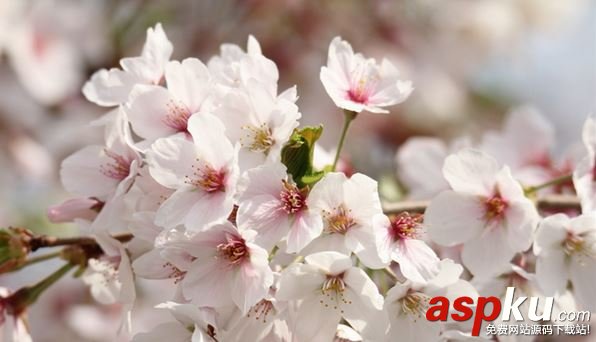 阴阳师,樱花妖,信物