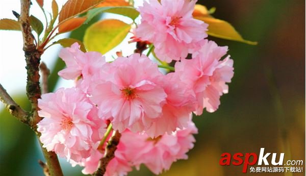 阴阳师,樱花妖,信物