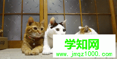 电脑中如何压缩gif动图