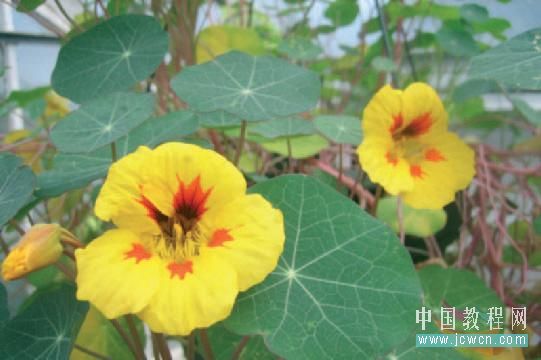 Flash cs3仿真艺术设计3.6：运用遮罩打造焦点效果_中国教程网