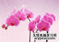 Photoshop合成实例：美丽花草装饰艺术字