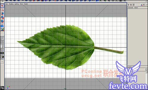 用maya制作逼真的树叶 武林网 MAYA建模教程