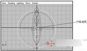 Maya 7.0 骨骼动画-屈肌功能 武林网 MAYA角色动画教程