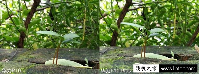 华为p10和p10plus哪个拍照效果好？P10和P10 Plus拍照对比评测