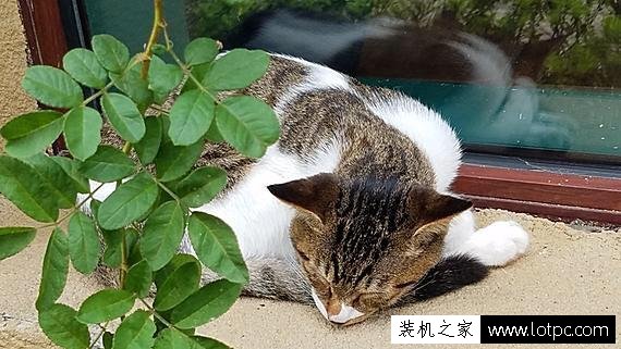 手机拍照技巧：手机也能轻松拍出大师级的作品