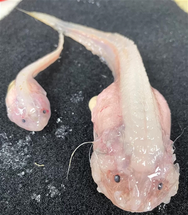 日本8336米深海发现怪鱼“蜗牛鱼”