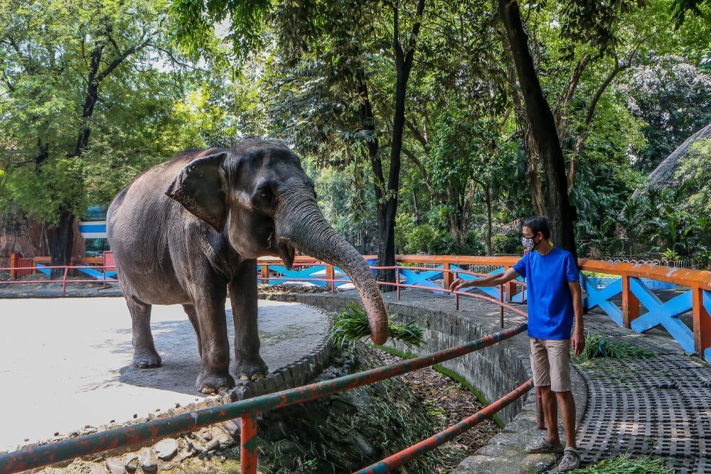 全球最孤独大象“马莉”去世 享年49岁