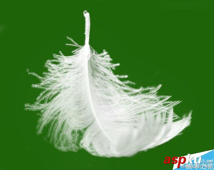 Photoshop,色阶,羽毛