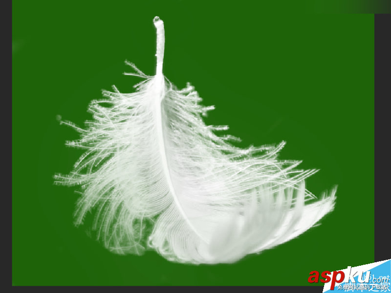 Photoshop,色阶,羽毛