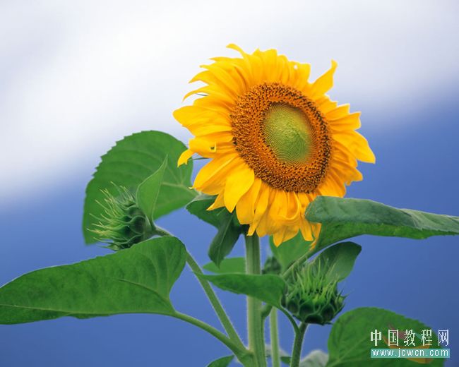 photoshop教程：做花卉水彩画