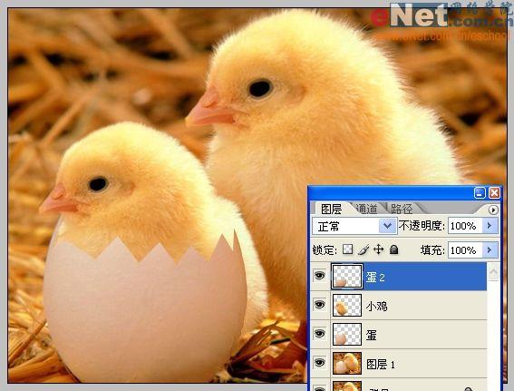 photoshop合成“蛋壳里的小鸡”_网页设计webjx.com转载(2)