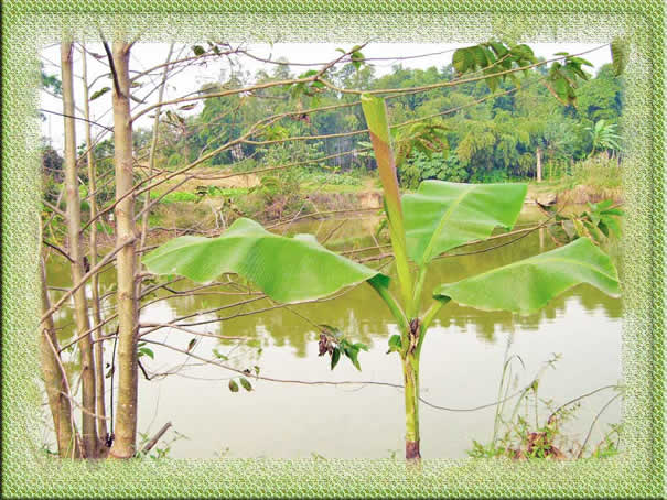 photoshop轻松为风景照制作绿色帷幕边框_网页设计webjx.com整理