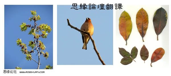 photoshop照片合成:树妖缠身的女孩_webjx.com