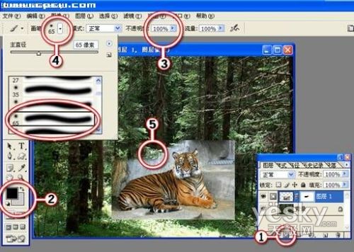 photoshop图片合成实例：自然界中的老虎_网页设计webjx.com整理转载