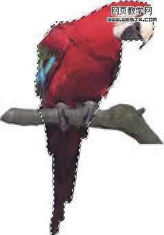 parrot_path