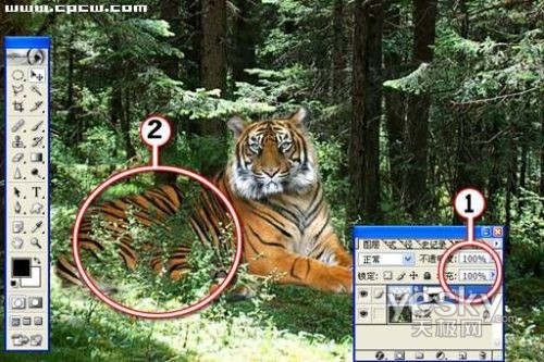 photoshop图片合成实例：自然界中的老虎_网页设计webjx.com整理转载