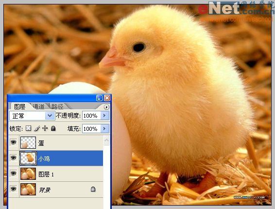 photoshop合成“蛋壳里的小鸡”_网页设计webjx.com转载(2)