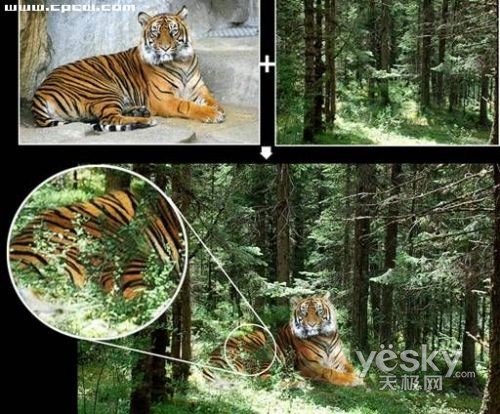 photoshop图片合成实例：自然界中的老虎_网页设计webjx.com整理转载