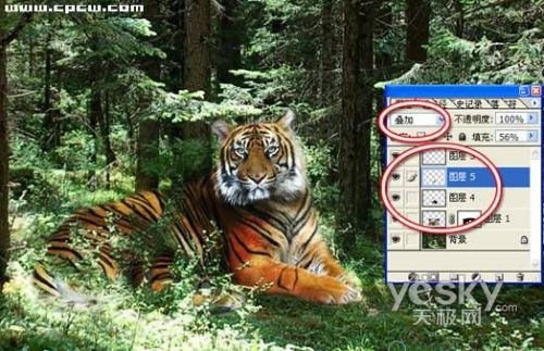 photoshop图片合成实例：自然界中的老虎_网页设计webjx.com整理转载