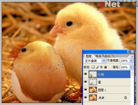 photoshop合成“蛋壳里的小鸡”_网页设计webjx.com转载(2)