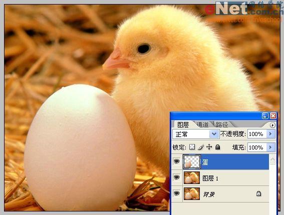 photoshop合成“蛋壳里的小鸡”_网页设计webjx.com转载