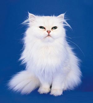 photoshop新手教程:轻松学会蒙版应用_网页设计webjx.com整理