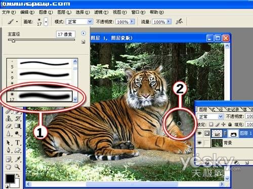 photoshop图片合成实例：自然界中的老虎_网页设计webjx.com整理转载
