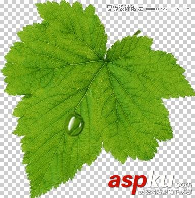 Photoshop教程,水珠,绿叶