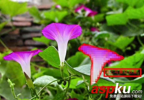 ps,马赛克,图片