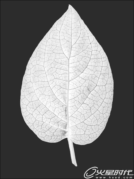3dsmax和photoshop打造惟妙惟肖的蜥蜴